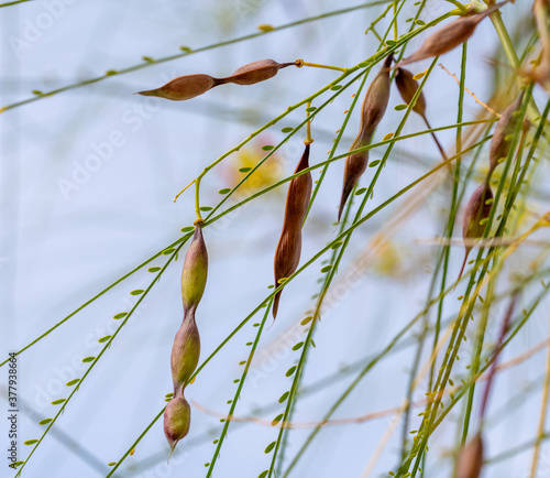 Brown pods hanging from the branches of a Jerusalem hawthorn (Parkinsonia aculeata) photo