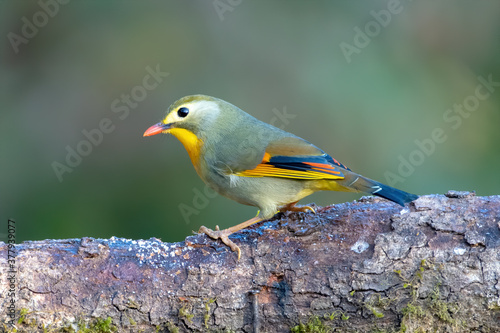 Red-billed leiothrix photographed in Sattal, India