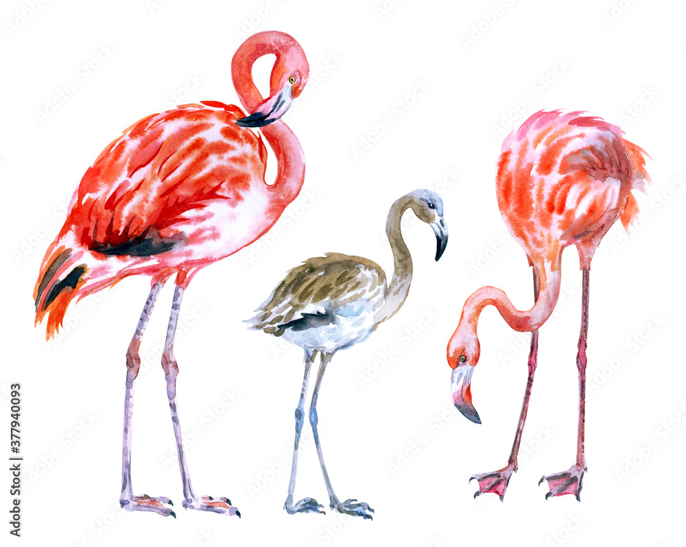 Obraz premium Set of flamingos, adult birds and chick, watercolor illustration on a white background. Zoological tropical print for various designs.