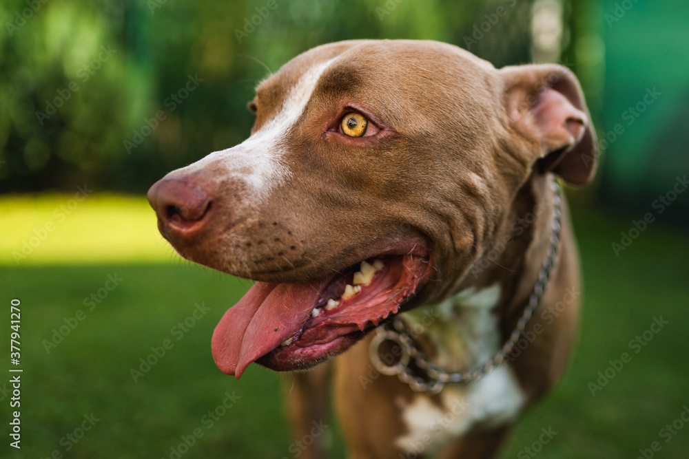 Closeup of young Amstaff dog head against green background in summer garden.