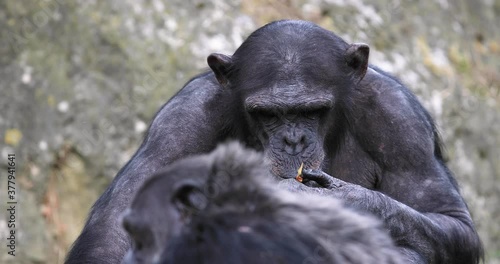 chimpanzee sits in the meadow