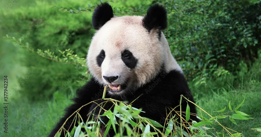 Panda eats bamboo in the forest Panda eats bamboo in the forest