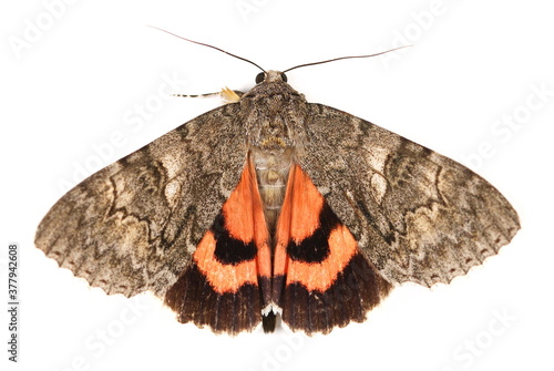Moth, minsmere crimson underwing, catocala coniuncta , isolated on white background photo
