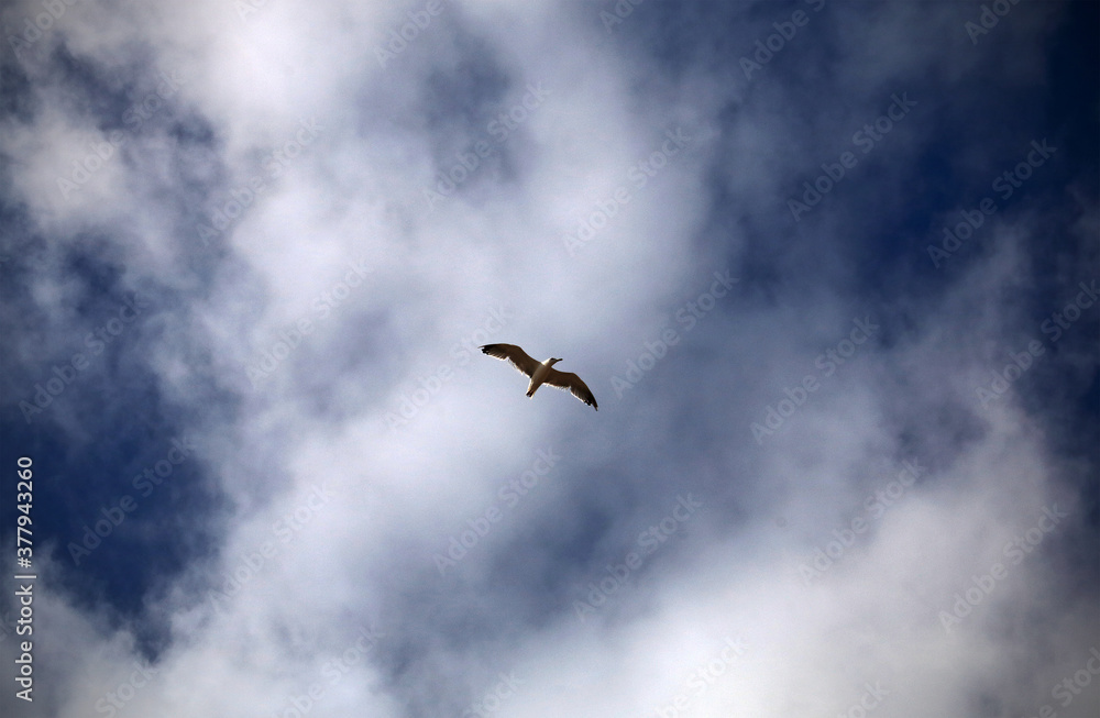 A seagull flying over a sky with clouds A seagull flying over a sky with clouds