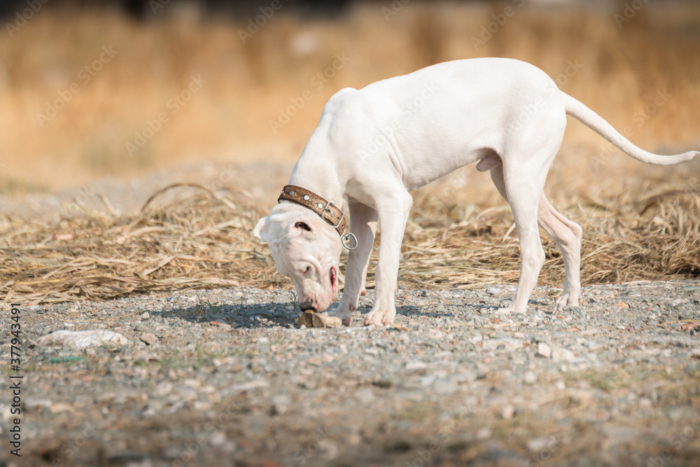 dogo argentino portrait outdoors. Dog photos dogo argentino portrait outdoors. Dog photos