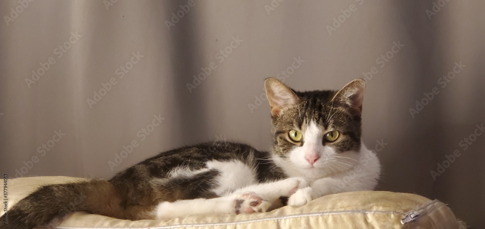 Naklejka premium cat