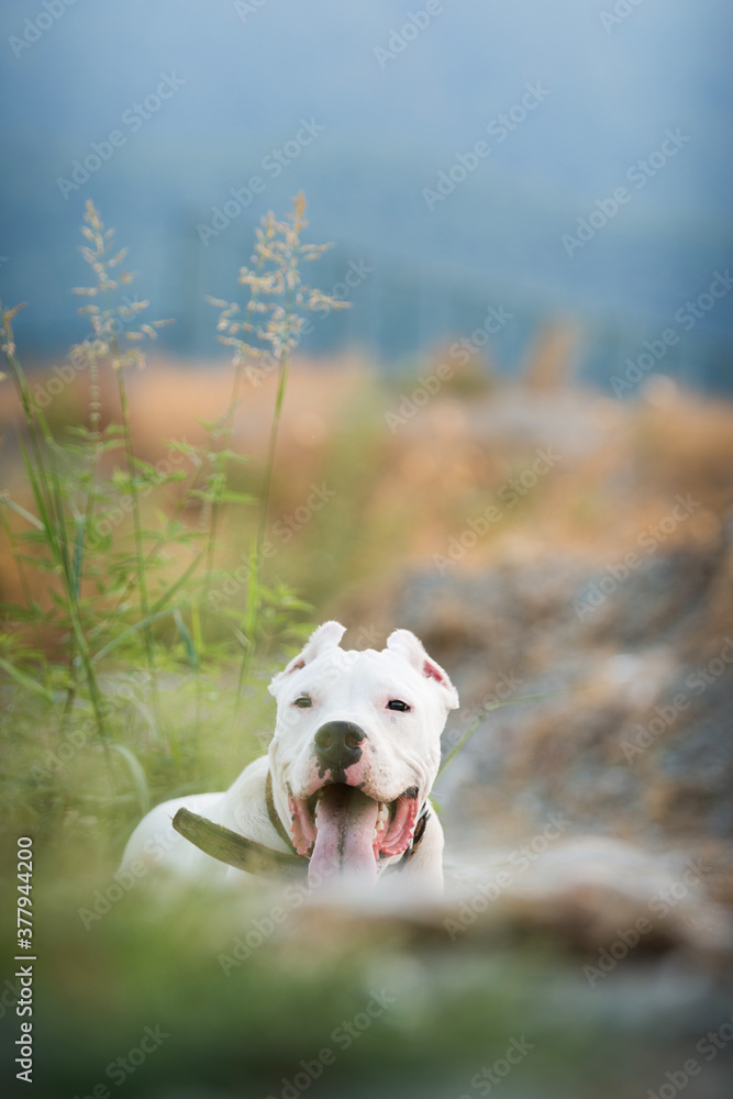 dogo argentino portrait outdoors. Dog photos dogo argentino portrait outdoors. Dog photos