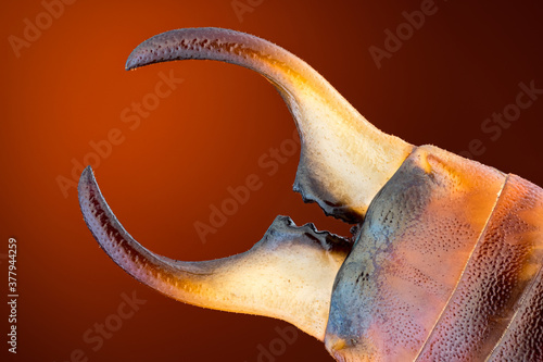 extreme close up of earwig forceps