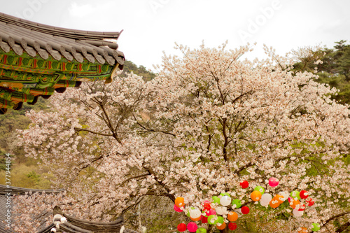 A Korean Temple with a Cherry Tree
