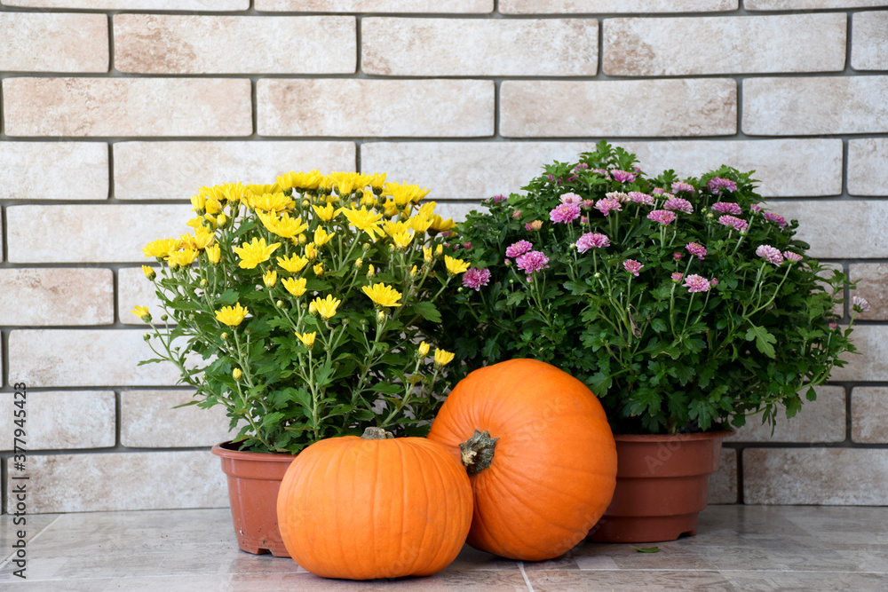 Yellow and purple chrysanthemums in pots with orange pumpkins on wall of old bricks background. Autumn harvest, Thanksgiving Day or Halloween concept.