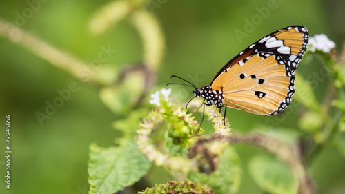 butterfly eat on flower carpel in spring