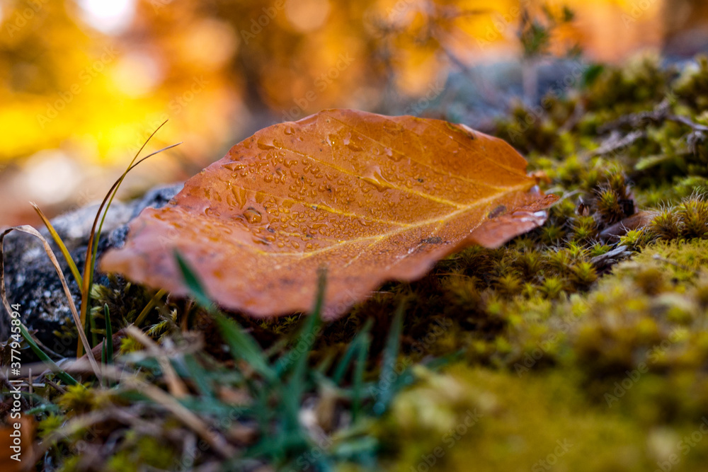 Yellow leaves, green grasses and lichens, gray rocks, compose an autumnal pandemonium of colors.
