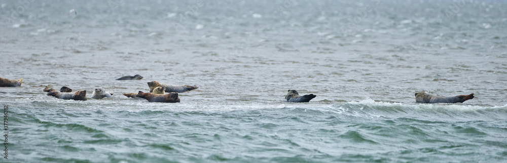 Fototapeta premium Seals on a sandbank in the North Sea near Sylt, Germany