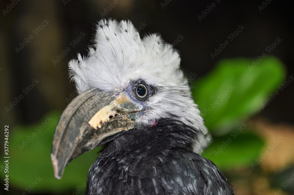 Fototapeta premium Bird