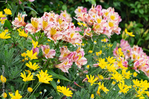 Pink and yellow Peruvian lily flowers in a garden