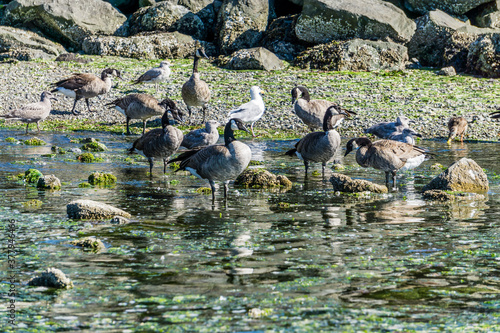 Photography Birds Rocks And Water