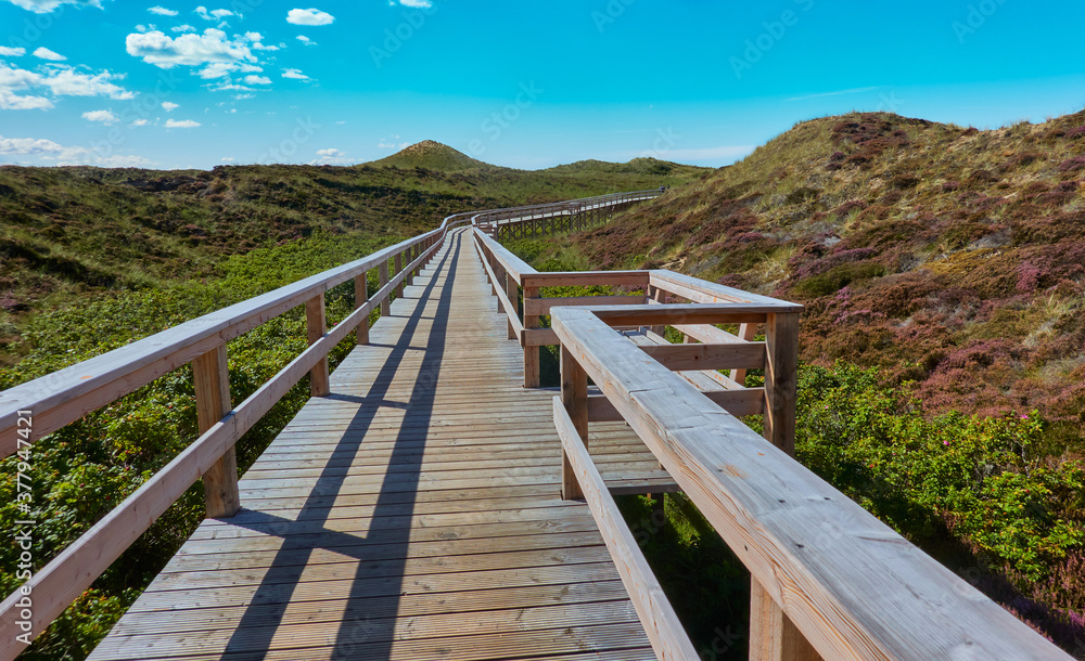 Path of wooden planks through the protected dune landscape of the island Sylt, Germany