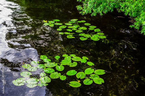bright green leaves of water lilies in dark pond with reflected sky and trees, ripples © SymbiosisArtmedia