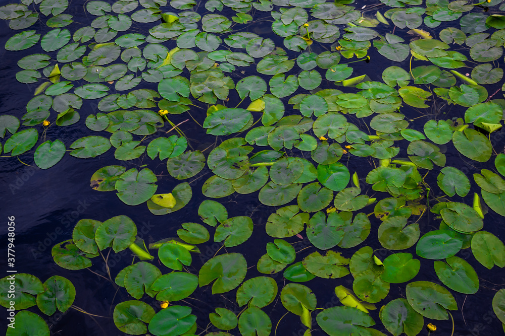 green bright leaves of water lilies with yellow flowers in dark blue pond with reflected sky, ripples green bright leaves of water lilies with yellow flowers in dark blue pond with reflected sky, ripples