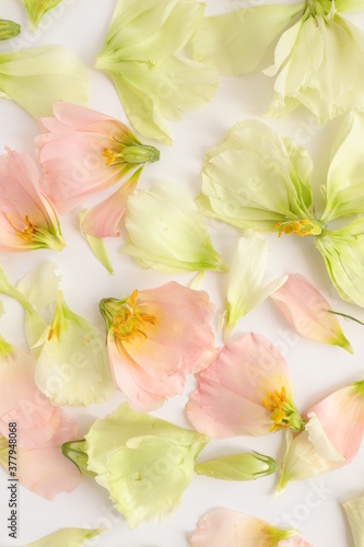 EUSTOMA FLOWER HEADS ON PINK BACKGROUND. FLORAL FASHION PATTERN, TENDER PASTEL FLOWER COMPOSITION, PINK AND GREEN FRESH PLANT