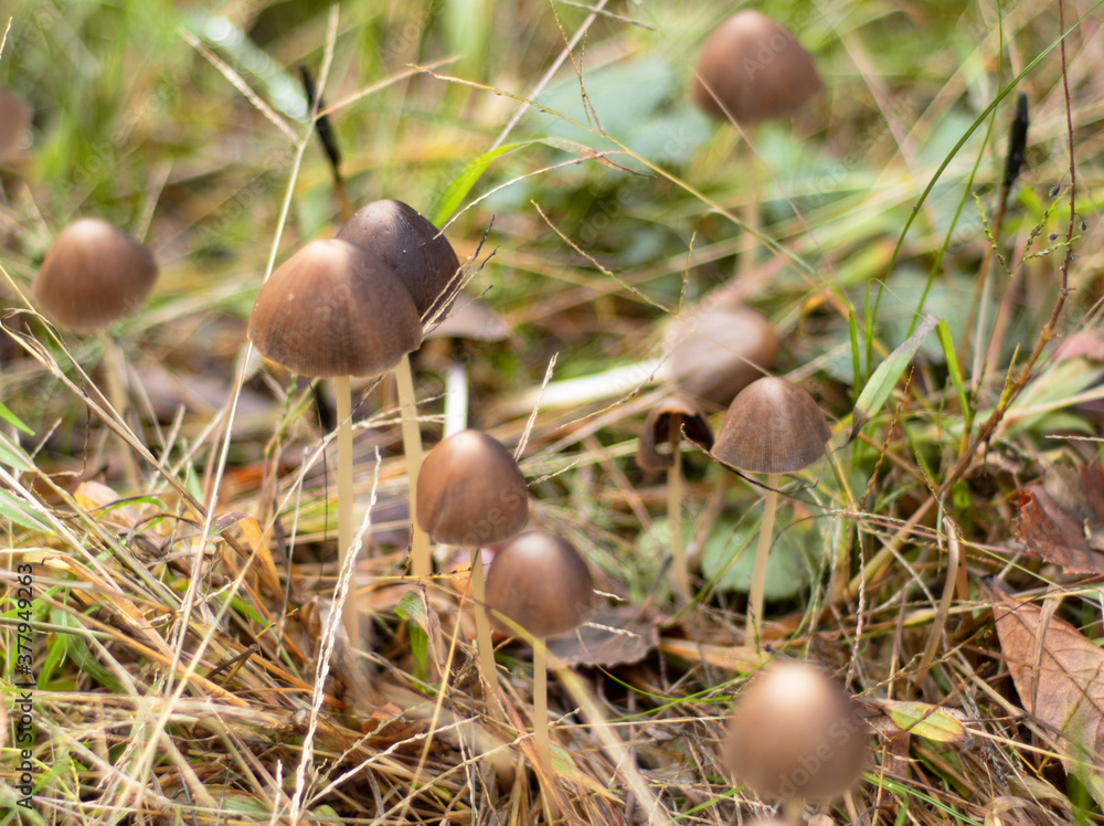 group of dark cap mushrooms grown in the autumn forest group of dark cap mushrooms grown in the autumn forest