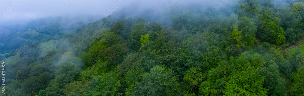 Beech forest in the surroundings of the Sierra de Hornijo near Ramales de la Victoria in the Autonomous Community of Cantabria. Spain, Europe Beech forest in the surroundings of the Sierra de Hornijo near Ramales de la Victoria in the Autonomous Community of Cantabria. Spain, Europe