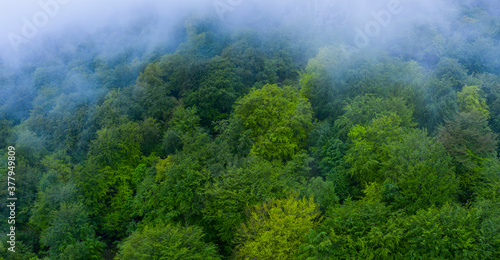 Beech forest in the surroundings of the Sierra de Hornijo near Ramales de la Victoria in the Autonomous Community of Cantabria. Spain, Europe