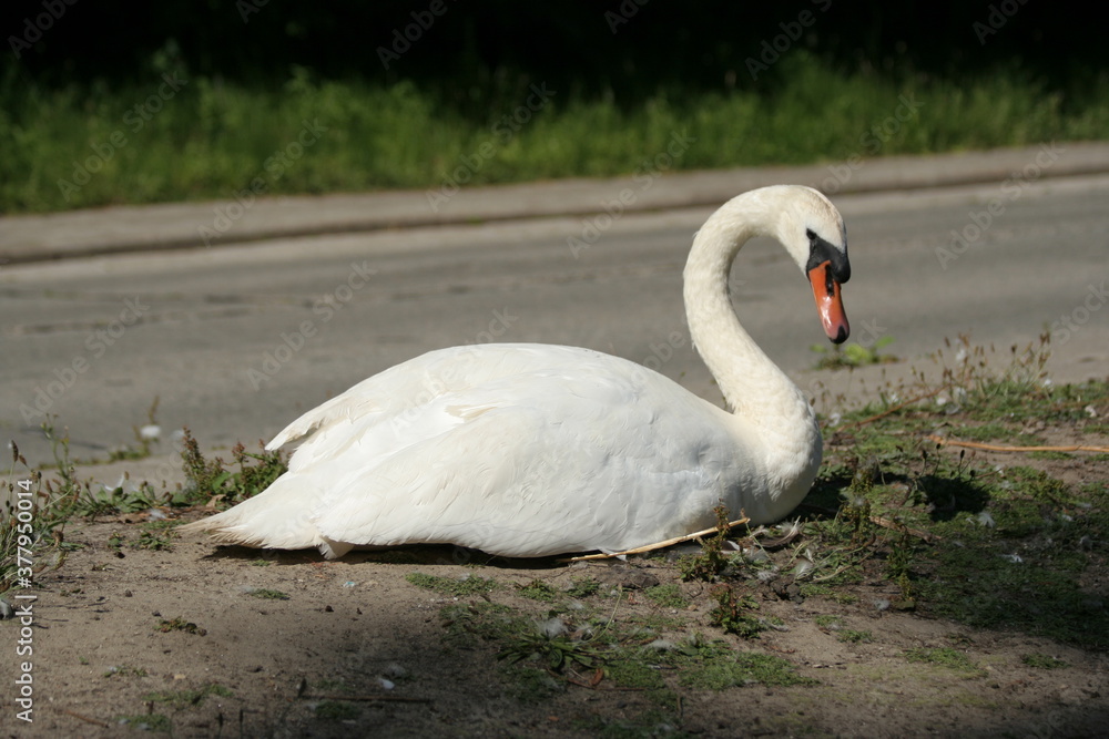 Fototapeta premium cygne dormant le long d'une route