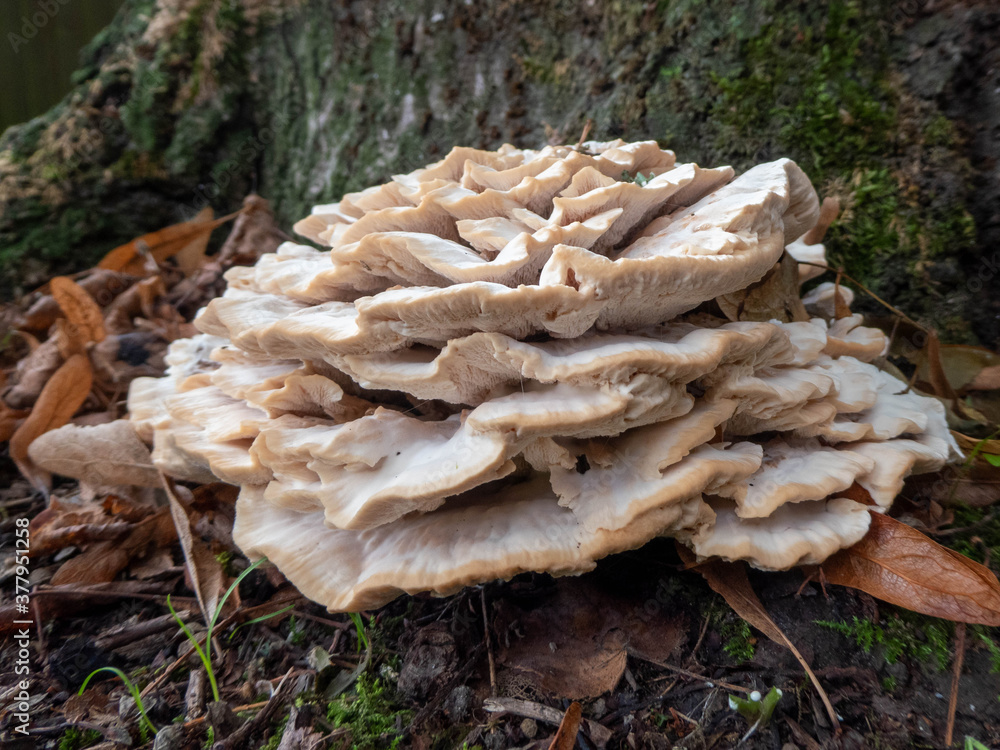 fungus growing on a tree, a sign of Autumn fungus growing on a tree, a sign of Autumn