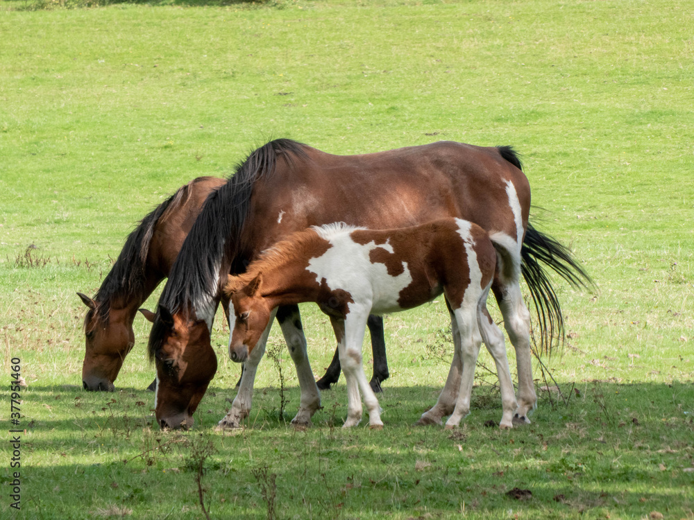beautiful New Forest ponies and foal beautiful New Forest ponies and foal