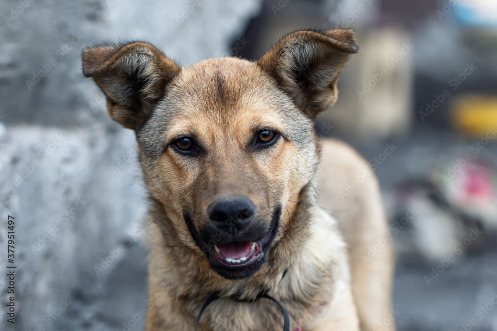 Close-up portrait of a domestic dog
