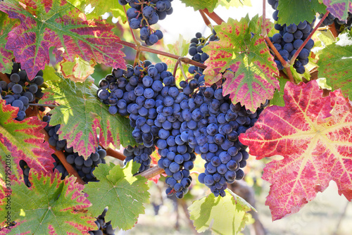 Weintrauben im Sonnenlicht, kurz vor der Ernte.