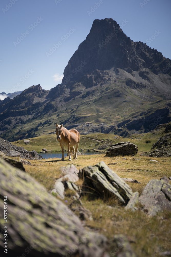 Beautiful Brown Horse around Lacs d'Ayous located in France. A popular tourist destination
