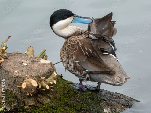 a ruddy duck preening by the pond