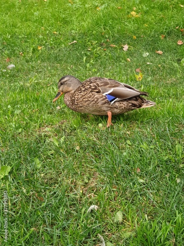 duck on the grass