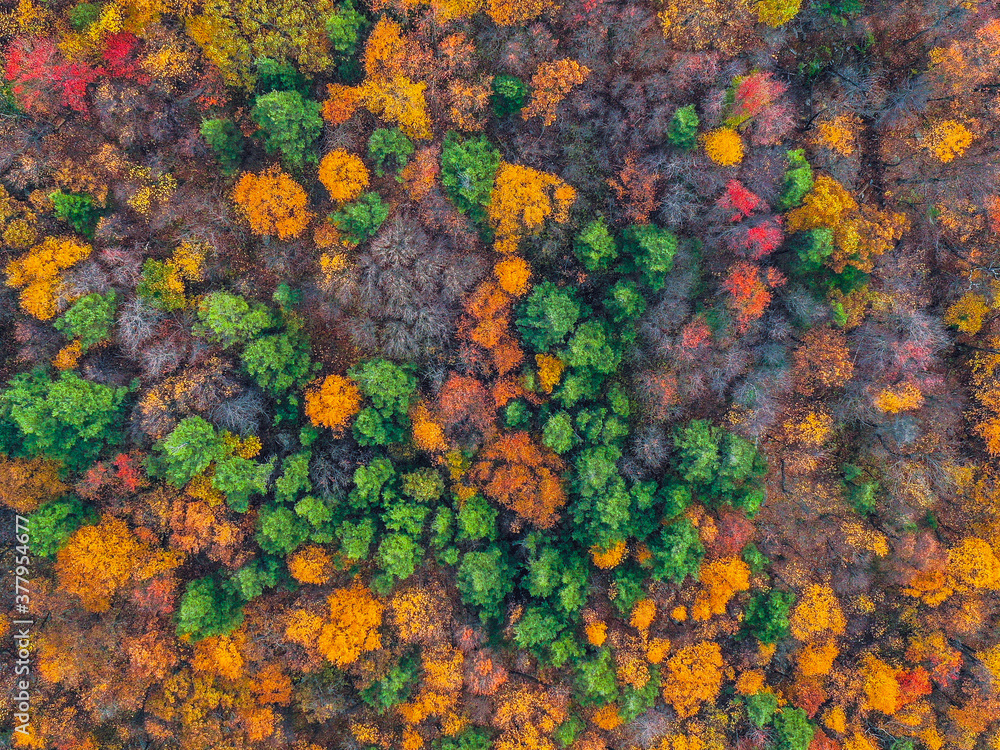 colorful leaves background