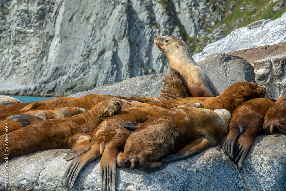Obraz premium Group of golden brown sea lions sunning themselves on rocks by the water in Kamchatka, Russia