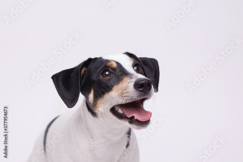 Portraite of adorable, happy puppy of Jack Russell Terrier. Cute smiling dog on white background. Free space for text.