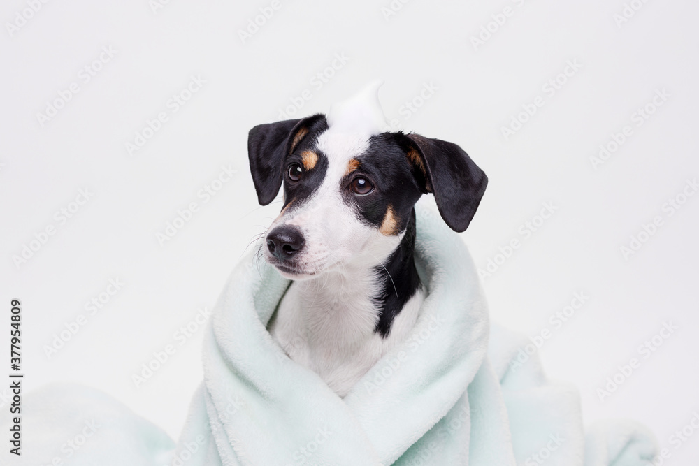 Funny wet puppy of Jack Russell Terrier after bath wrapped in towel with big eyes. Just washed cute dog with soap foam on his head on gray background. Funny wet puppy of Jack Russell Terrier after bath wrapped in towel with big eyes. Just washed cute dog with soap foam on his head on gray background.