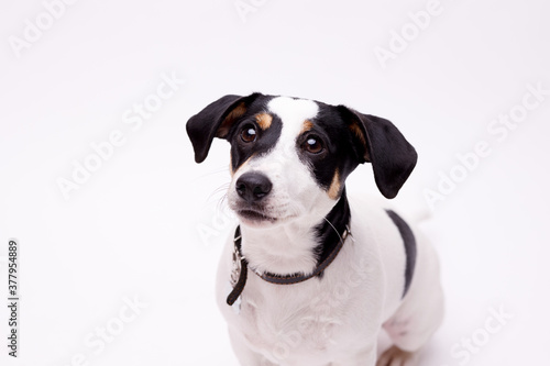 Portraite of adorable, happy puppy of Jack Russell Terrier. Cute smiling dog on white background. Free space for text. © KDdesignphoto