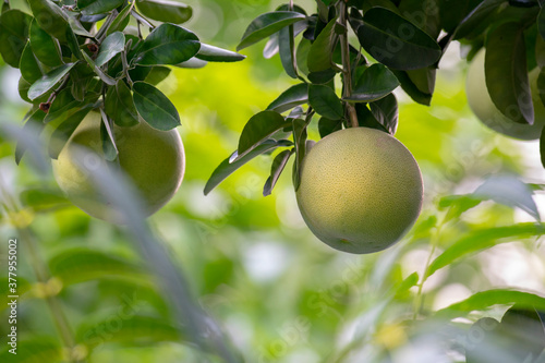 On the grapefruit tree, the grapefruit is fruity and full