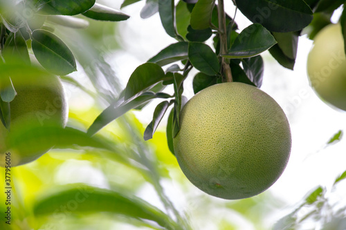 On the grapefruit tree, the grapefruit is fruity and full
