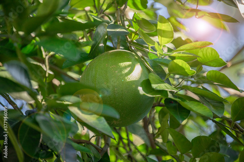 On the grapefruit tree, the grapefruit is fruity and full