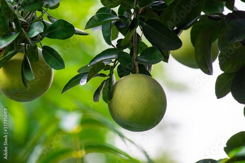 On the grapefruit tree, the grapefruit is fruity and full