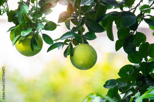 On the grapefruit tree, the grapefruit is fruity and full