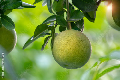 On the grapefruit tree, the grapefruit is fruity and full