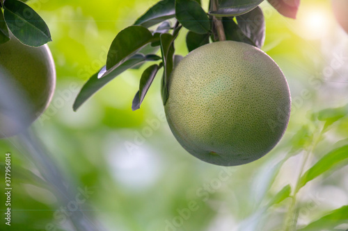On the grapefruit tree, the grapefruit is fruity and full