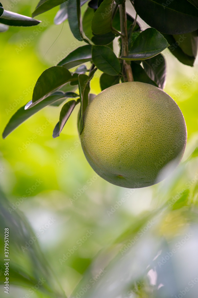 On the grapefruit tree, the grapefruit is fruity and full