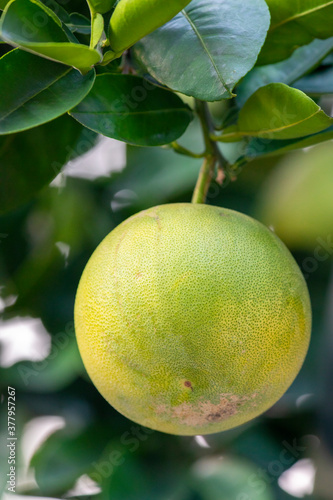 On the grapefruit tree, the grapefruit is fruity and full