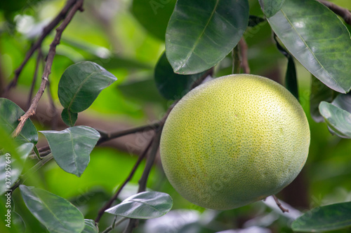 On the grapefruit tree, the grapefruit is fruity and full
